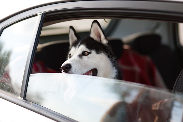 In viaggio con il cane, guida facile In viaggio con il cane, guida facile
