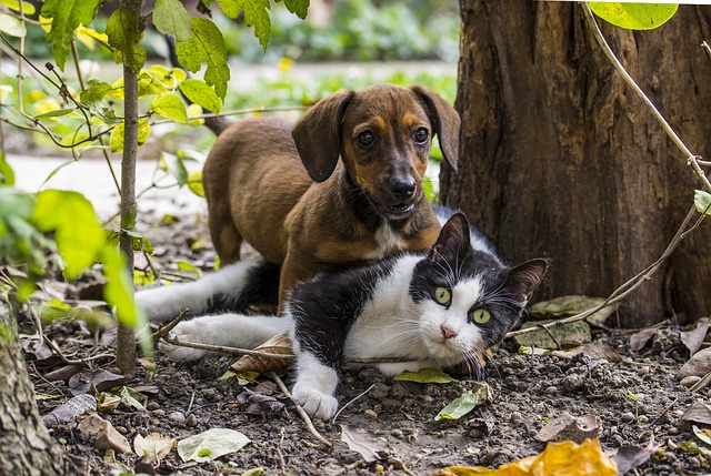 Alimentazione corretta per cani e gatti: consigli per una dieta equilibrata