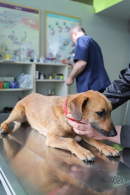 Ambulatorio Veterinario Fabio Aleandri Roma Ambulatorio Veterinario Fabio Aleandri Roma