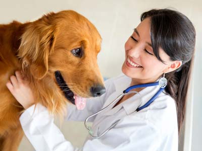 cure dentali cane e gatto roma cure dentali cane e gatto roma