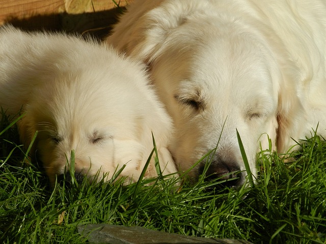 gestazione del cane