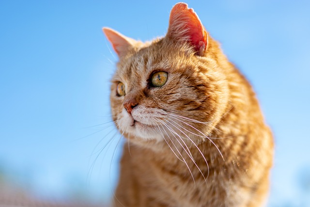 In viaggio con il gatto, guida utile