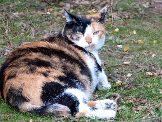 la gestazione del gatto, guida pratica