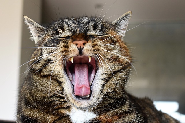 Le cure dentali del cane e del gatto, i servizi dell'Ambulatorio Aleandri a Roma
