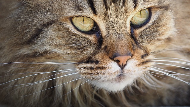microchip cane e iscrizione Anagrafe Canina Microchip e Anagrafe Felina, guida pratica