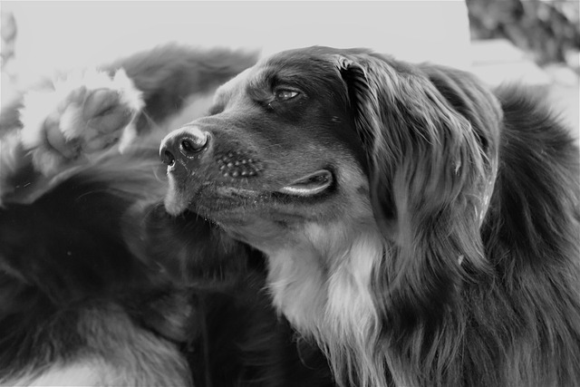 principali parassiti del Cane, come riconoscerli e combatterli