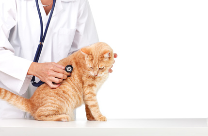 prestazioni mediche dell'ambulatorio veterinario Aleandri a Roma prestazioni mediche dell'ambulatorio veterinario Aleandri a Roma