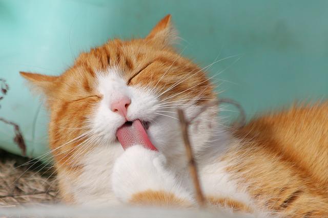 vaccinazioni core del gatto - Ambulatorio veterinario Roma