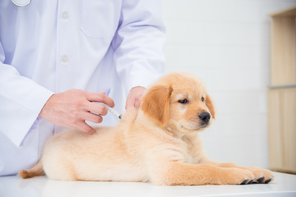 Piccola guida alla vaccinazione del cane