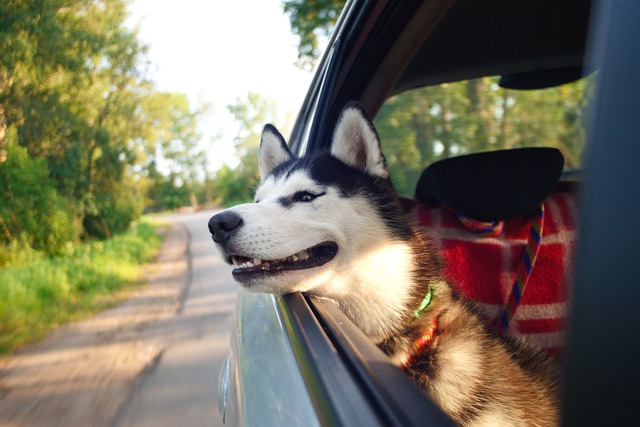 Viaggiare con i nostri amici animali, consigli utili