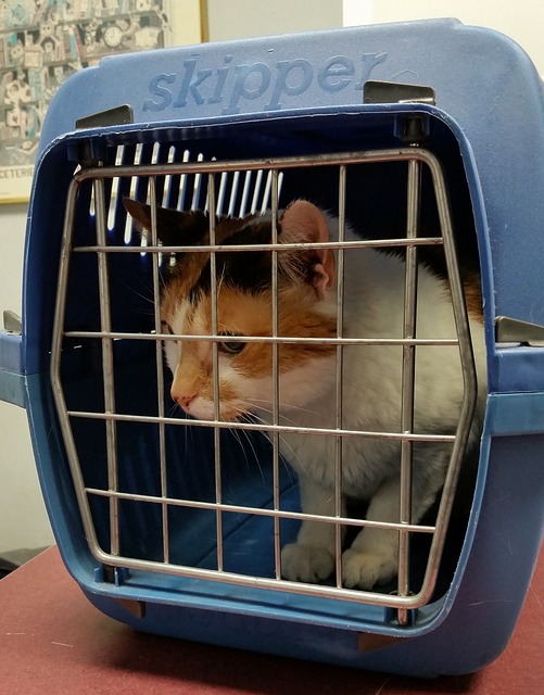 viaggiare con il gatto